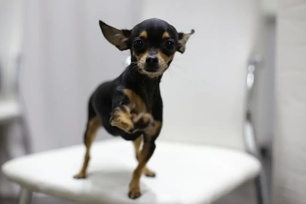 mascota perdida con ayuda del portal IDPYBA