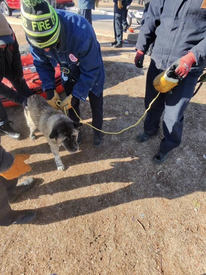 “Rescate de perro en aguas heladas por bomberos de St. Louis durante tormenta invernal”